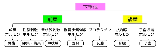 原因・症状