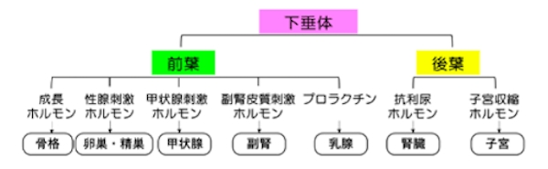 原因・症状