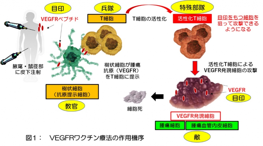 このワクチン療法はどんな治療？