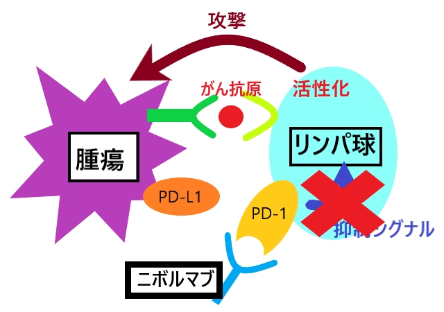 治験の概要